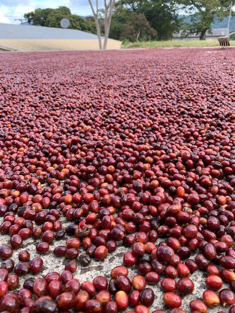 Guatemala Santa Isabel Premium Filtre Kahve (250 GR)
