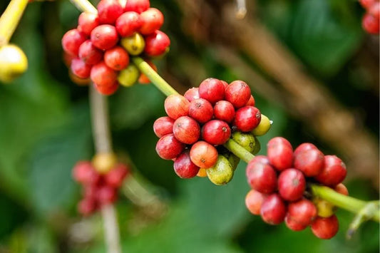 Mevsimler kahvenin tadını nasıl etkiler?