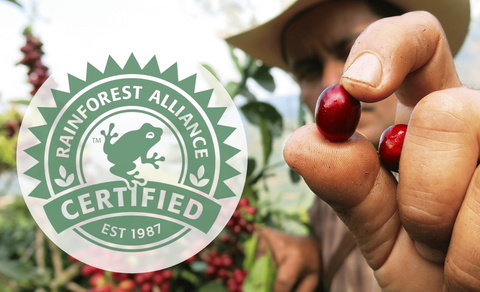 Rainforest Alliance Sertifikalı Kahve Nedir?