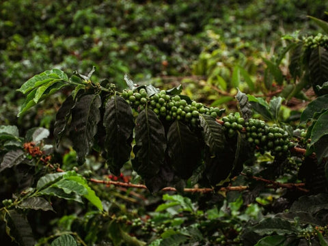 Kolombiya Kahvesi Neden Dünyanın En Sevilen Kahvesidir?